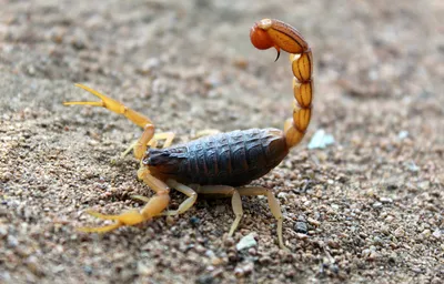 How Are Scorpions and Spiders Similar? | Terminix