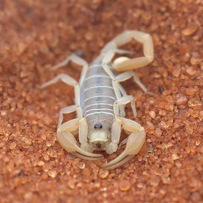 Scorpions | Common Pest Identification In Austin, TX
