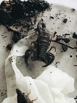 Live scorpions found in package labeled 'chocolates'; 'scorpion enthusiast'  pleads guilty to smuggling wildlife - oregonlive.com
