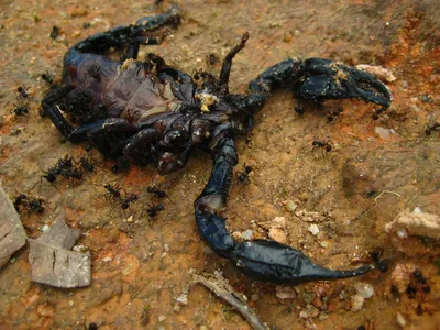 Dead scorpions Free Photo Download | FreeImages
