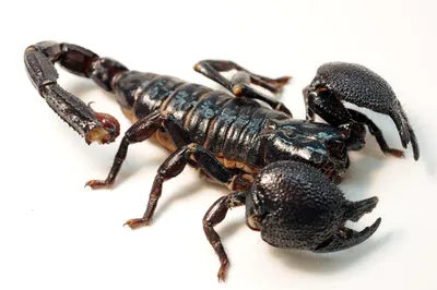 Emperor scorpion - Wikipedia