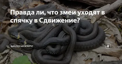 Правда ли, что змеи уходят в спячку в Сдвижение? | Биология вокруг | Дзен