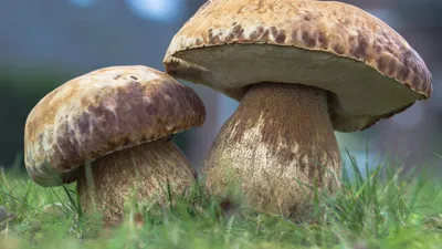 Самые съедобные грибы – список, названия, описание, фото и видео - «Как и  Почему»