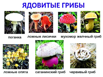 Ядовитые и несъедобные грибы - 37 фото
