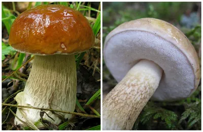 Съедобные грибы: фото, название, описание, как отличить от несъедобных,  ложные двойники - 24СМИ