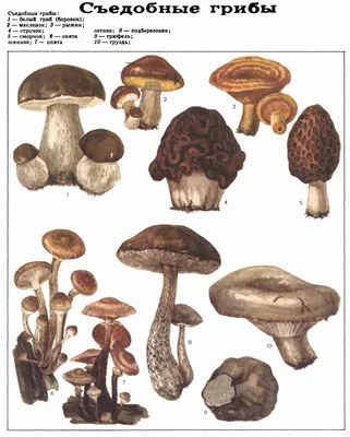Съедобные грибы (ДЭ-3, Т. 4). | Stuffed mushrooms, Food, Vegetables