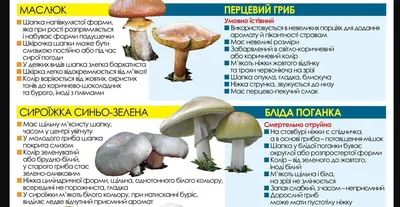 Как отличить съедобные грибы от ядовитых: фото и практические советы -  Апостроф