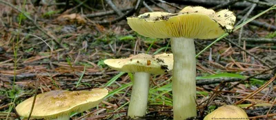 Зеленушка - гриб года в Германии – DW – 19.10.2020
