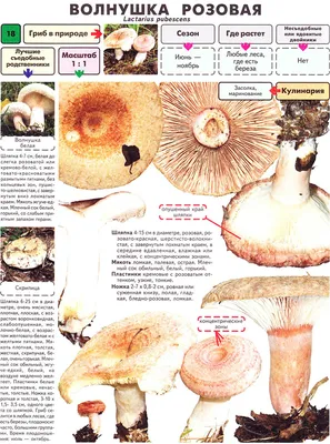 Съедобные грибы: наглядные подсказки для начинающих грибников | Fishki.net