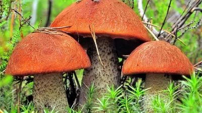 Съедобные грибы (36 фото) | Грибы, Осенний урожай, Картинки