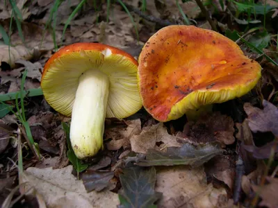 Запомните эти съедобные грибы: за них грозят огромные штрафы - RU.DELFI