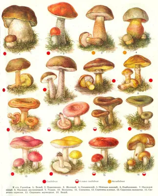 Полный Съедобные и несъедобные грибы. Самые распространенные 16 видов с  названиями, подробным… | Ботанические рисунки, Ботанические иллюстрации,  Иллюстрация природы