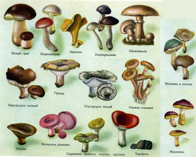 Хорошо ли вы знаете популярные съедобные грибы и отличаете от ядовитых |  Гуд кресла | Дзен