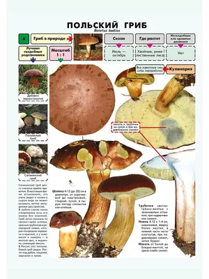 Самые распространенные съедобные грибы Проспект 15694466 купить в  интернет-магазине Wildberries