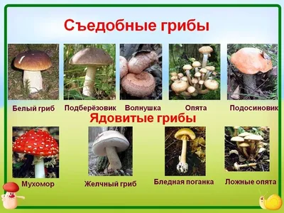 Съедобные грибы фотографии