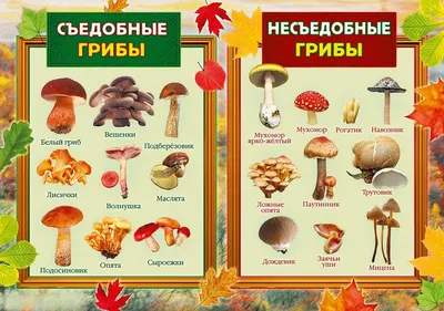Картинки съедобные и несъедобные грибы (35 лучших фото)