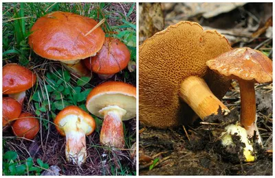 Съедобные грибы: фото, название, описание, как отличить от несъедобных,  ложные двойники - 24СМИ