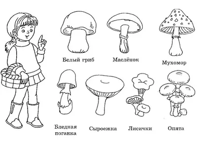 Раскраски Съедобные и несъедобные грибы для детей (38 шт.) - скачать или  распечатать бесплатно #20646