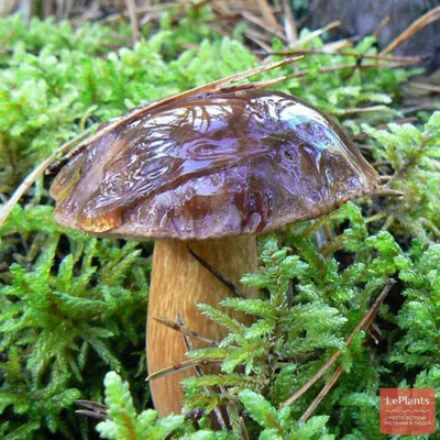 🍄 Польский гриб (Xerocomus badius) — Съедобные и условно съедобные грибы,  описание, фото | LePlants.ru