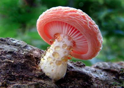 Съедобные грибы редкие - фото и картинки: 68 штук