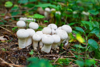 Какие съедобные грибы можно собрать летом? Фото — Ботаничка
