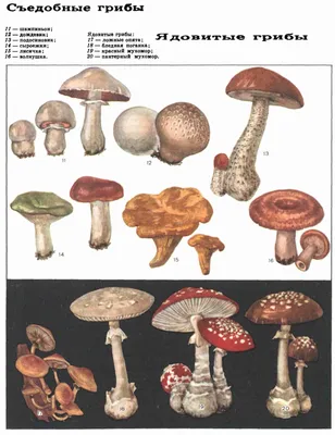 Съедобные и ядовитые грибы (ДЭ-3, Т. 4). | Псилоцибиновые грибы, Грибы,  Необычные цветы