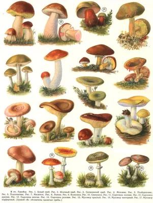 Полный Съедобные и несъедобные грибы. Самые распространенные 16 видов с  названиями, подробным описанием и фото | Mushroom art, Mushroom drawing,  Botanical drawings