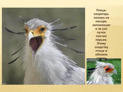 Птица секретарь смешные - картинки и фото poknok.art