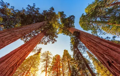 Обои небо, деревья, Калифорния, США, Национальный парк Секвойя,  секвойядендрон гигантский, гигантская секвойя, мамонтово дерево,  веллингтония картинки на рабочий стол, раздел природа - скачать