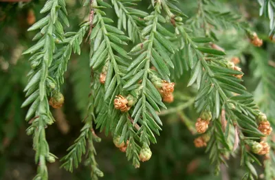 Секвойя вечнозелёная (Sequoia sempervirens)