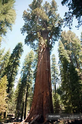 Гигантские деревья секвойи, Национальный парк Секвойя, Калифорния, США —  Природа, никто - Stock Photo | #203459312