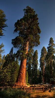 Обои национальный парк секвойя, йосемитский национальный парк, национальный  парк Редвуд, национальный парк, парк для iPhone 6, 6S, 7, 8 бесплатно,  заставка 750x1334 - скачать картинки и фото