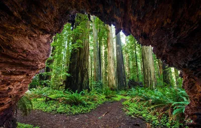 Обои Калифорния, США, Национальный парк Секвойя, Гигантский лес картинки на  рабочий стол, раздел природа - скачать