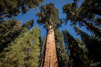 Секвойя вечнозеленая (Sequoia sempervirens) - описание сорта, фото,  саженцы, посадка, особенности ухода. Дачная энциклопедия.