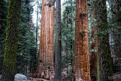 Секвойя вечнозеленая (Sequoia sempervirens) - описание сорта, фото,  саженцы, посадка, особенности ухода. Дачная энциклопедия.