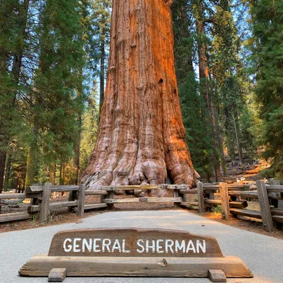 Генерал Шерман, Национальный парк «Секвойя», Калифорния | Пикабу