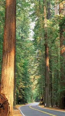 Обои секвойи, гигантская секвойя, дерево, лес, путь на телефон Android,  1080x1920 картинки и фото бесплатно
