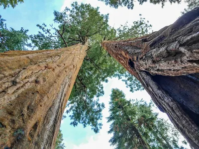 Секвойя национальный парк (Sequoia National Park) - Travel 4 Live