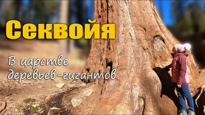 Секвойя: в царстве гигантских деревьев - YouTube