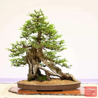 Секвойя вечнозелёная (Sequoia sempervirens) — описание, выращивание, фото |  на LePlants.ru