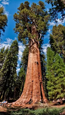 Дерево секвойя: где растет, как вырастить, посадка, уход, размножение, фото  и описание дерева, распространение, выращивание из семян, sequoia