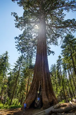 Путешествия: Самые большие деревья в мире.
