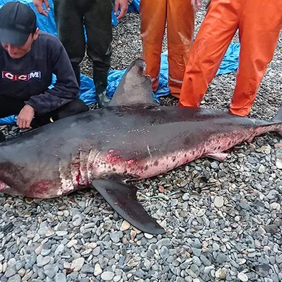 В водах Красного моря у израильского Эйлата замечена тигровая акула -  Газета.Ru | Новости