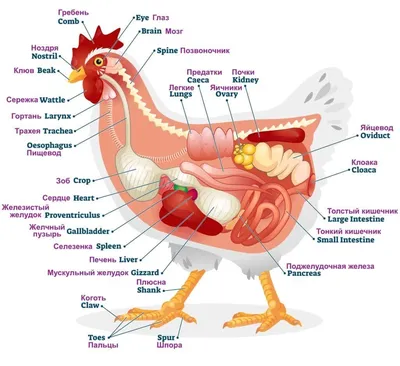 Это должен знать каждый птицевод. Физиология и анатомия птиц. | Птицы,  Анатомия, Потовые железы