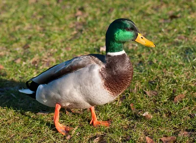 Механические чучела утки (кряквы) Lucky Duck с вращающимися крыльями -  Lucky Pair II (утка + селезень) 21-10617-4 купить в интернет-магазине  WHT.ru, доставка по всей России