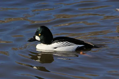 Белоголовая Утка Селезень — стоковые фотографии и другие картинки Lake  Waterfowl - Lake Waterfowl, Без людей, Белоголовая утка - iStock