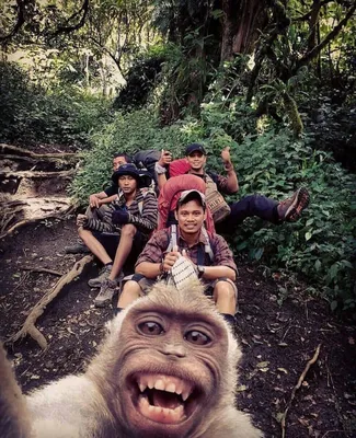 Monkey Takes Selfie on Tourists' Camera