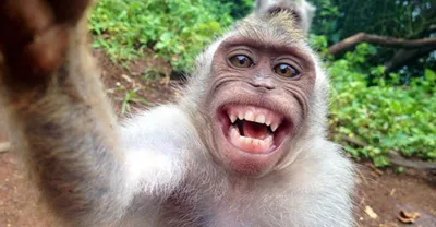 Monkey Selfie | Steve4343 | Flickr