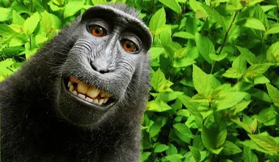 Art Daily - When a monkey wants to be in your selfie 🙊 😂😂... | Facebook