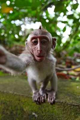 Picture of a Monkey Taking a Selfie Stock Photo - Image of taking, monkey:  261675426